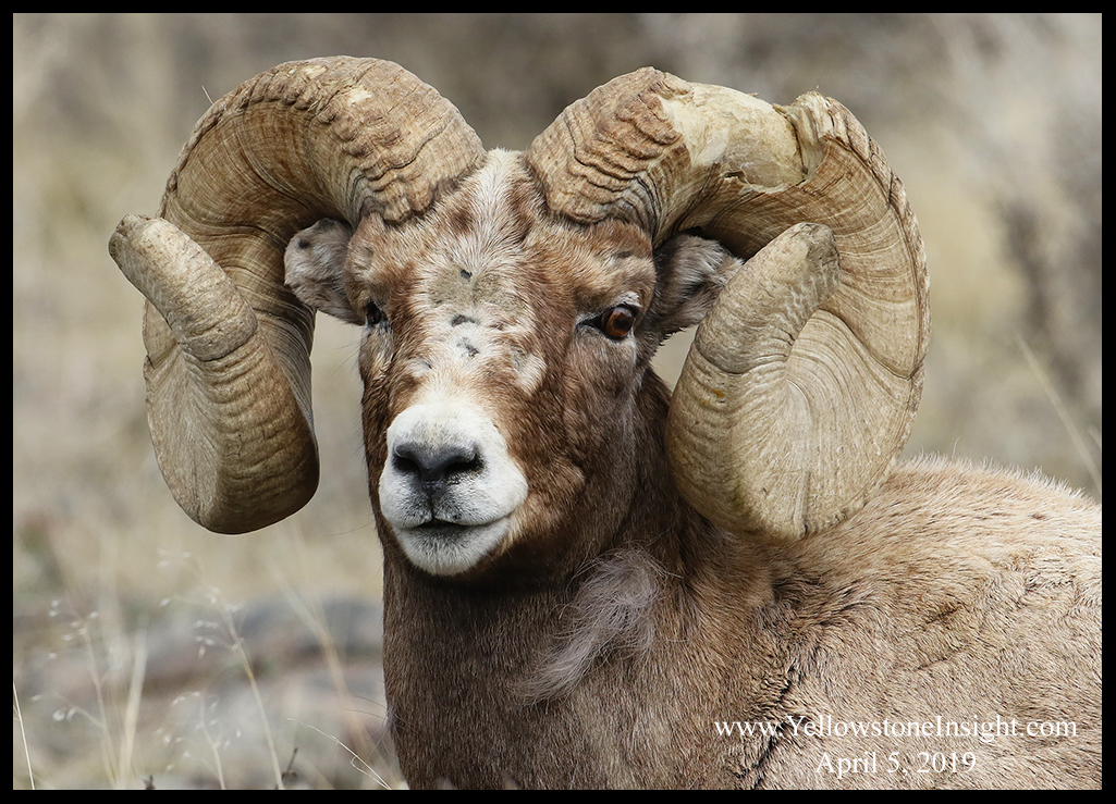 It is that time of the season when... - Yellowstone Insight | Facebook