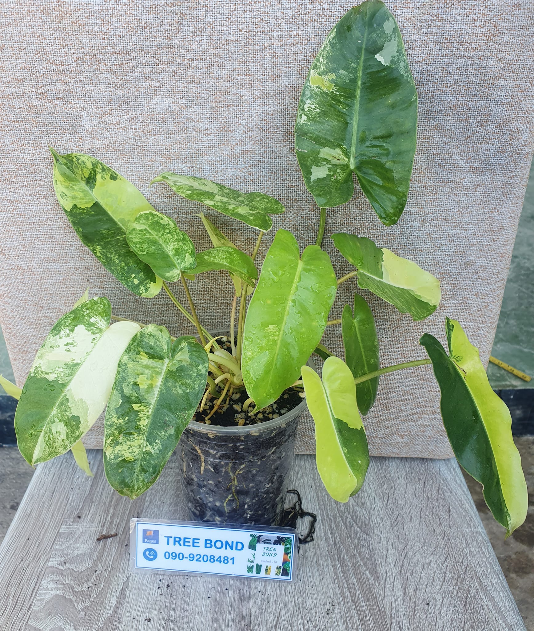ต้นเบอร์เบิ้ลมาร์ค ฟอร์สวย... - Tree Bond คนรักต้นไม้
