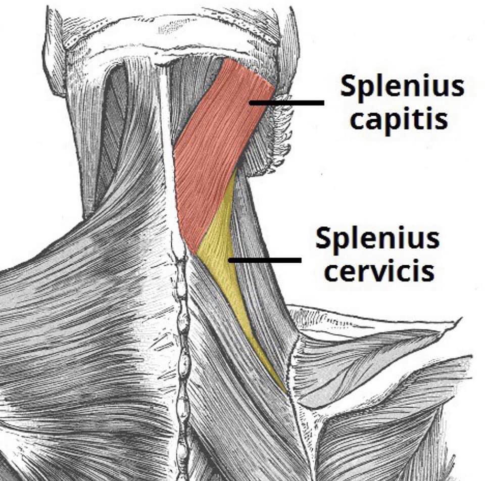 SPLENIUS CAPITIS & CERVICIS MUSCLES ⠀ ANATOMY, FUNCTION AND PATHOLOGY ...