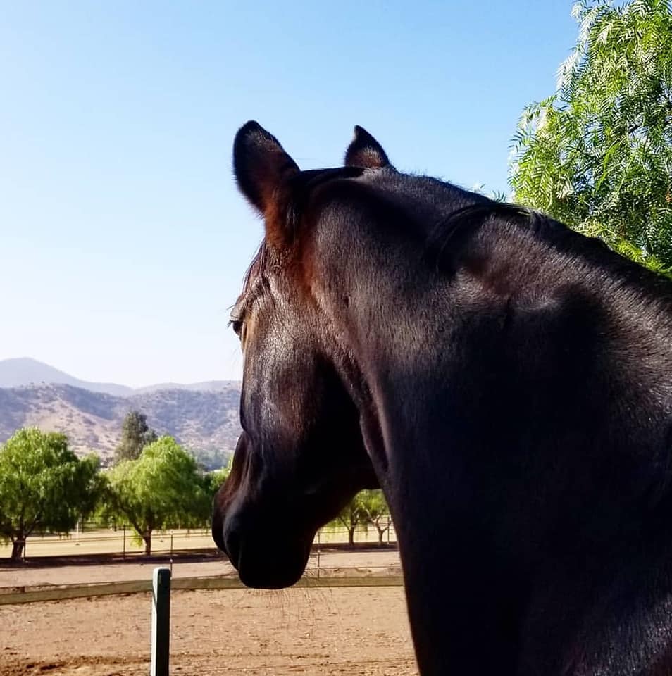 Three Bay Mares Ranch