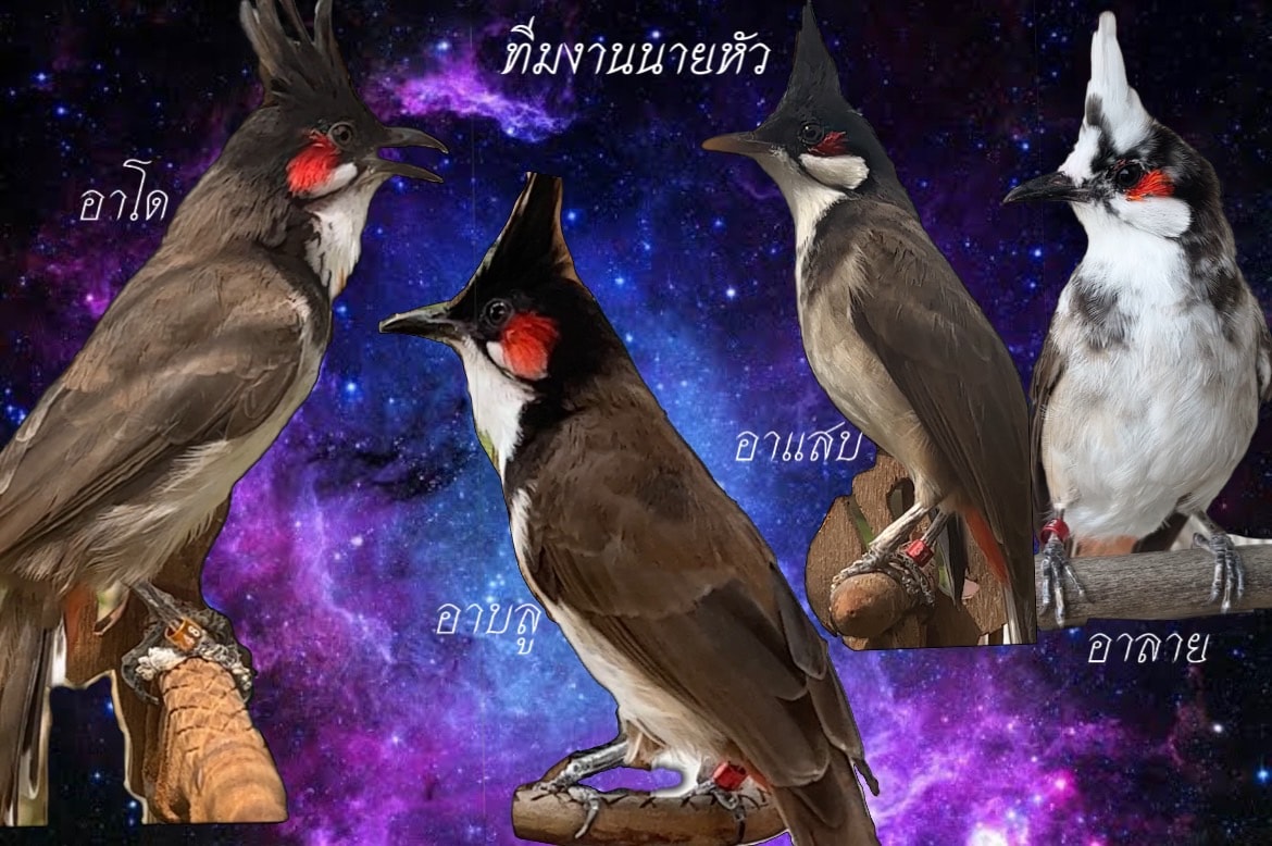 ยามัลคาน สามารถ