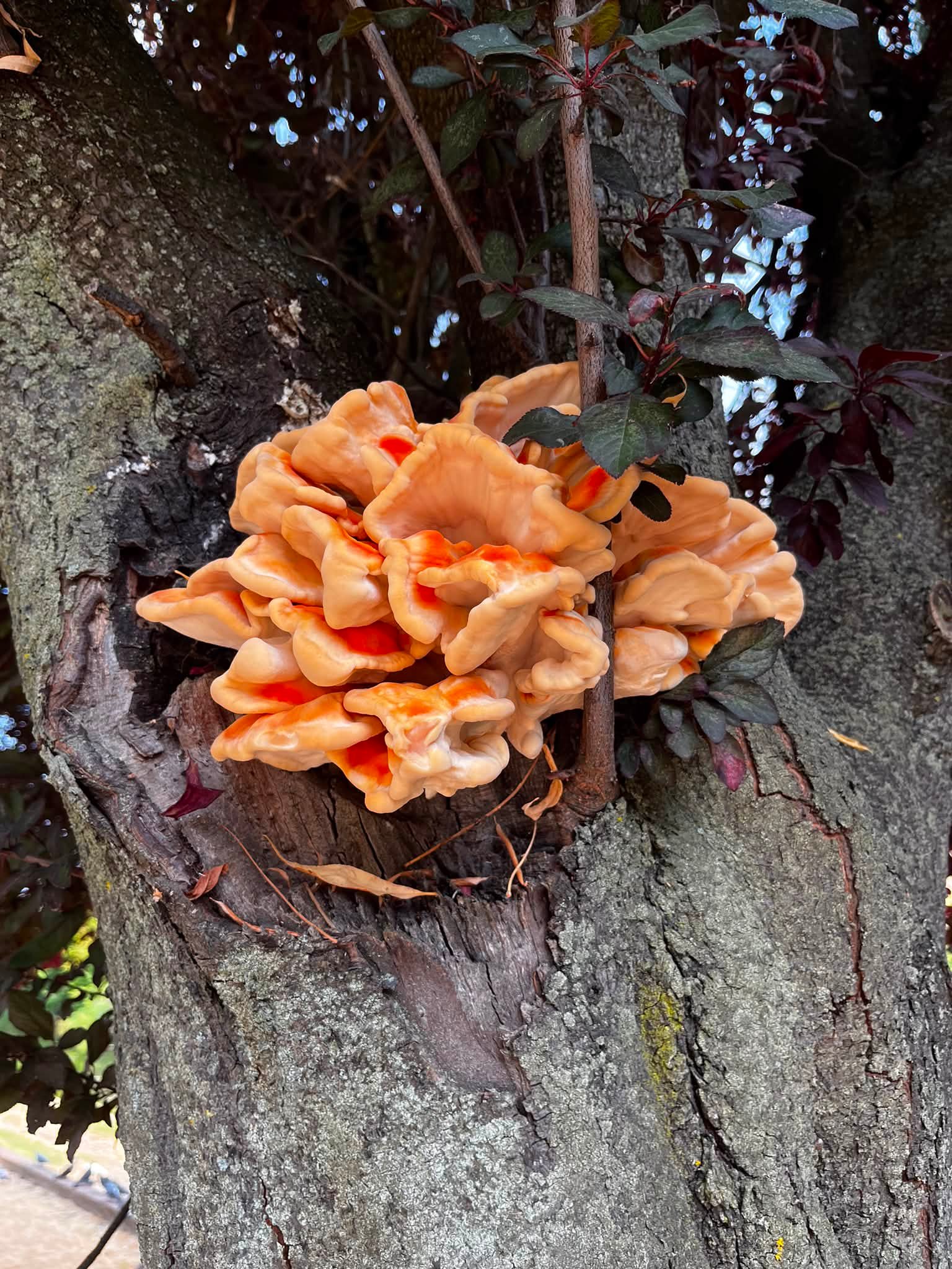 Fungus that's appeared near me.