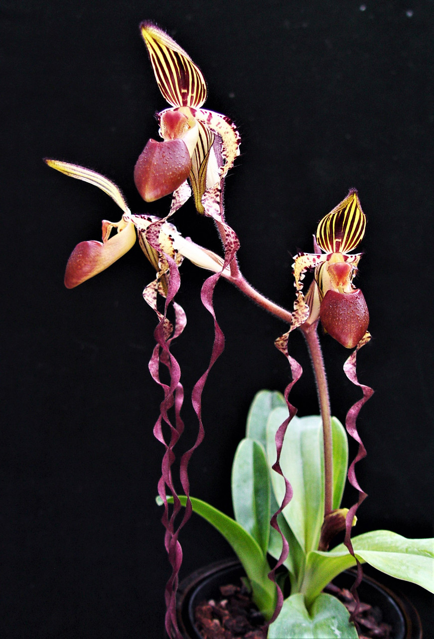 Paph sanderianum orchid in bloom
