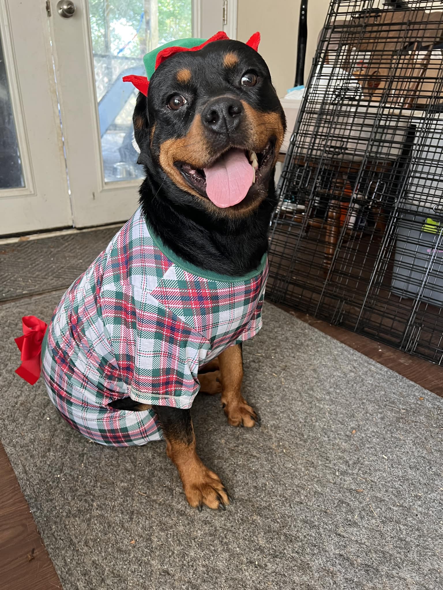 Rottweiler with autism and pica, seeking advice