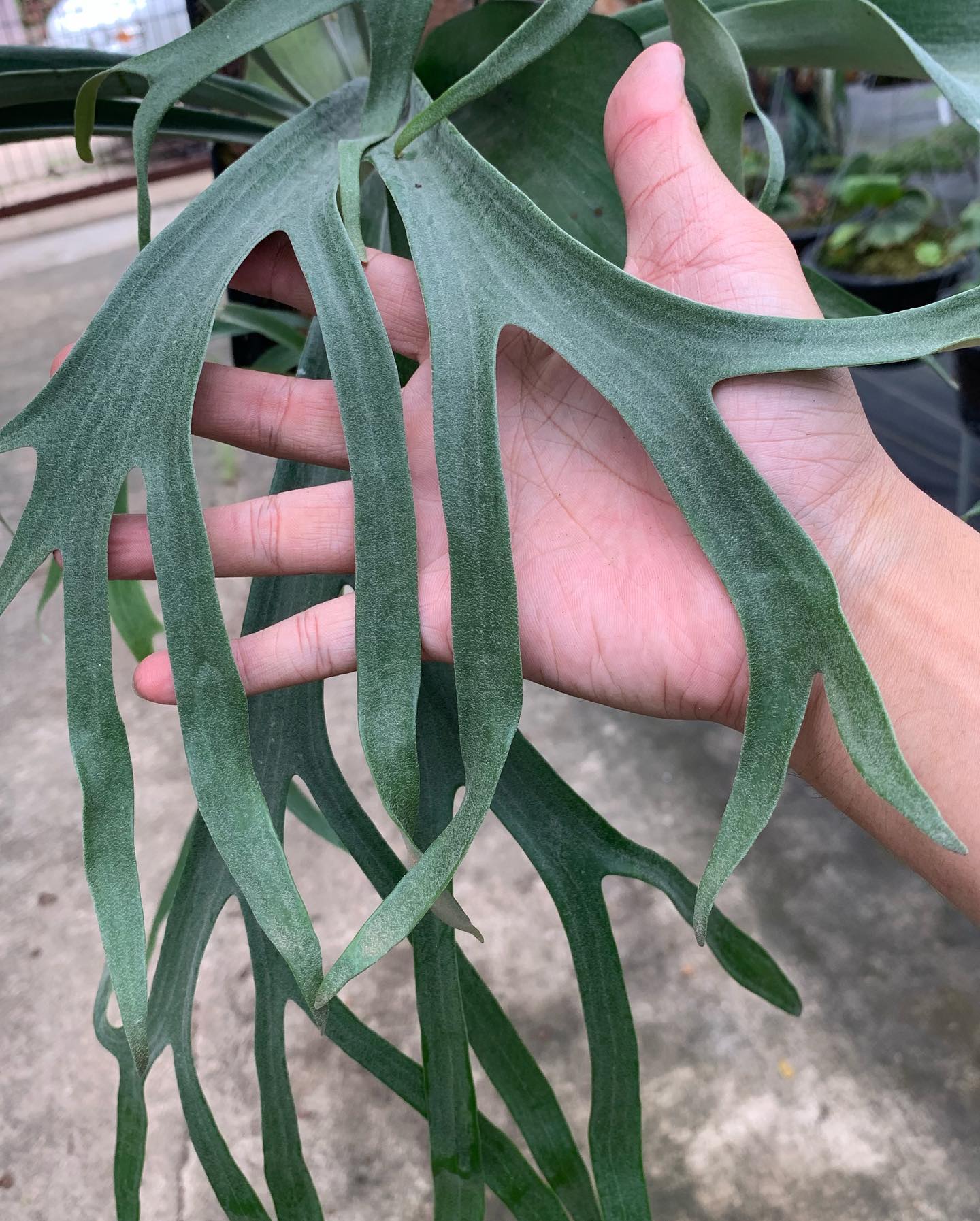 P. Little finger (Bifurcatum japanese hybrid x Willinckii