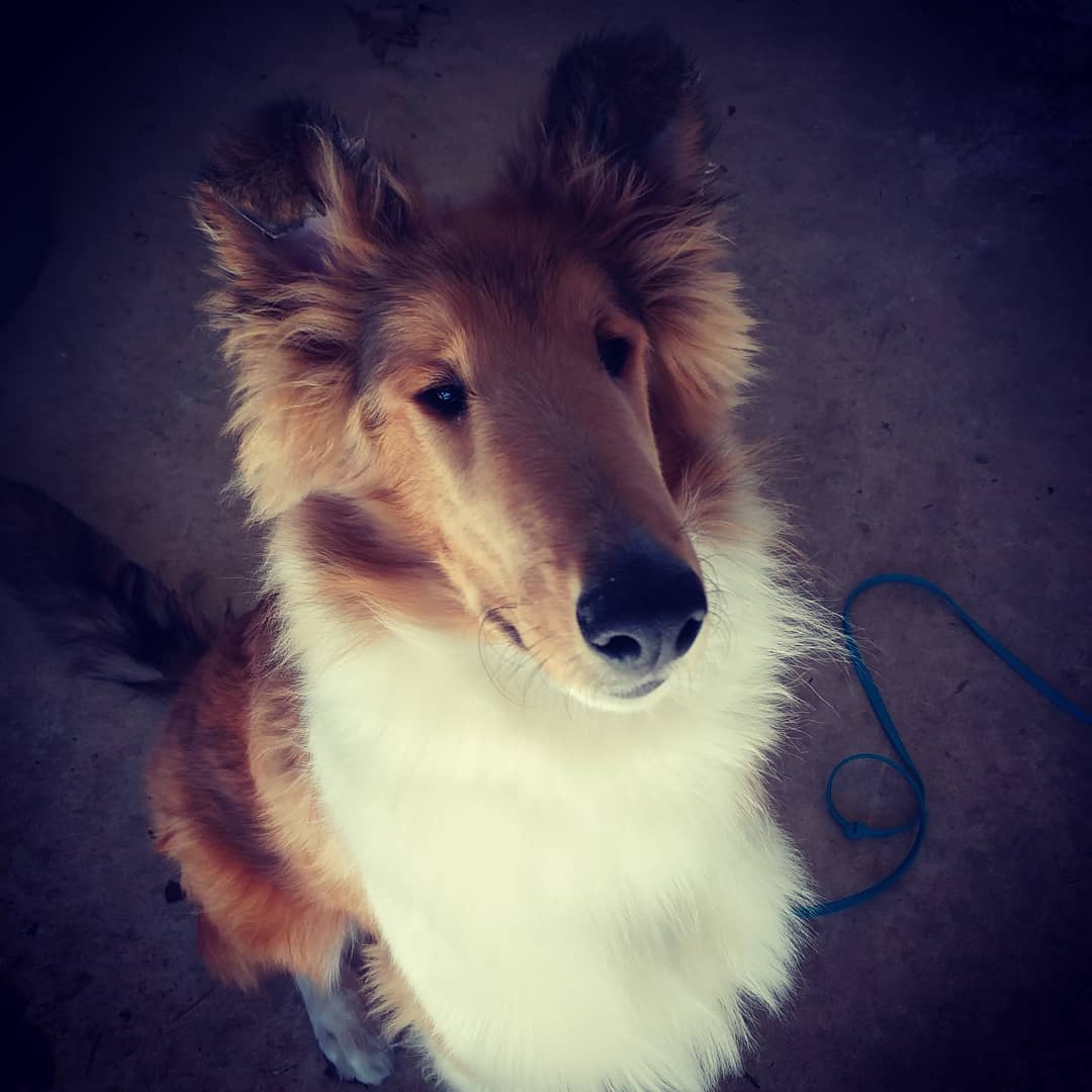 Beau the Collie began his... - Defined Obedience Dog Training