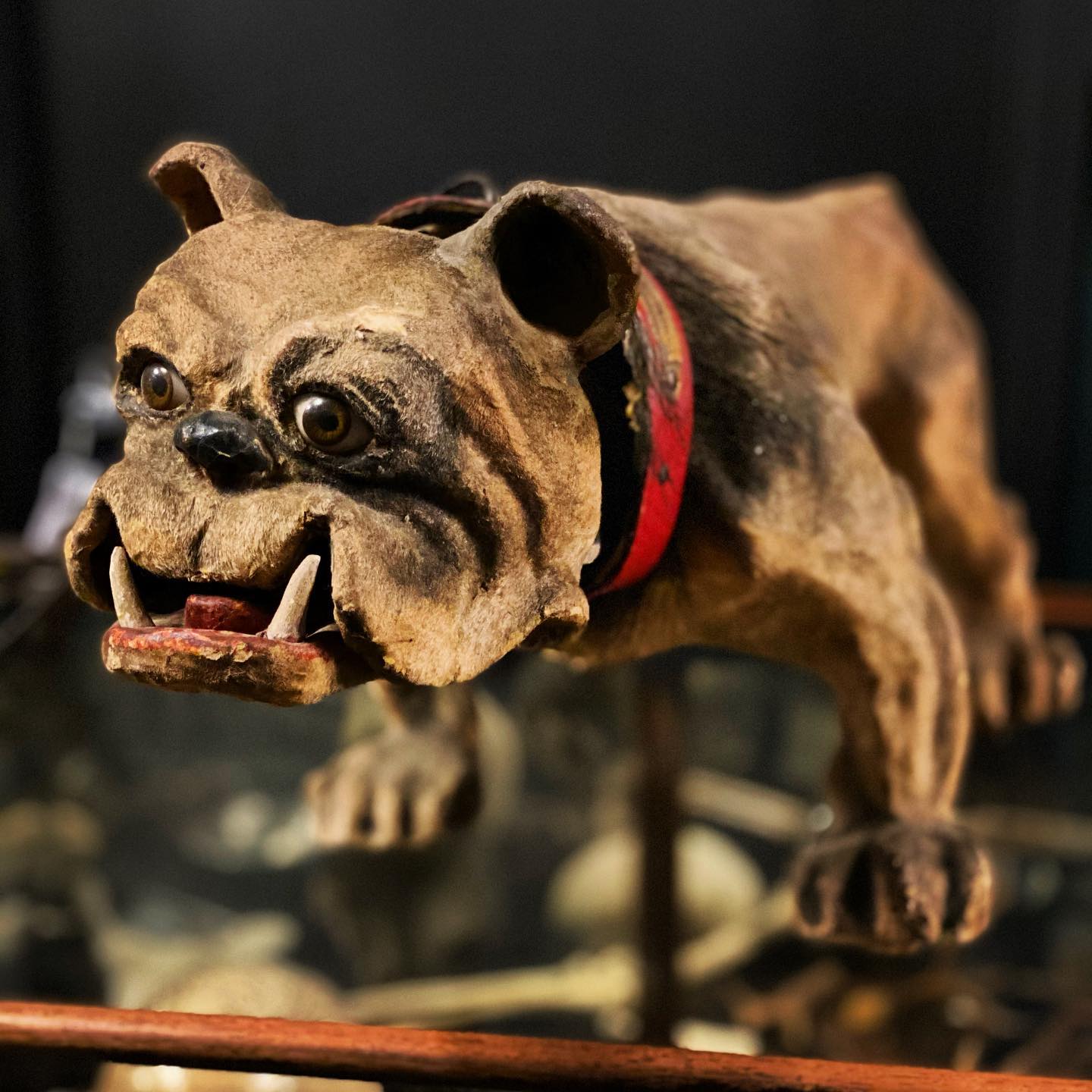 1890年頃｜フランス｜グラウラードッグ Sadly, this French Bulldog papier mache pull toy made in France