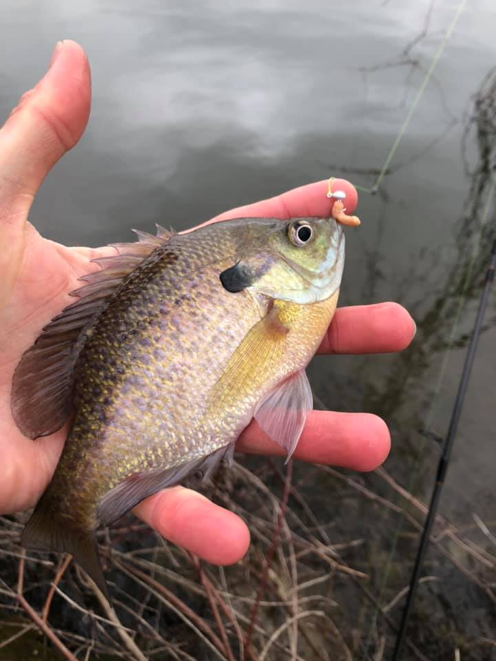 fish dont want my lure anymore mhgu Yo-Zuri Mag Darter Floating Diver Rip Bait A small fishing guide) Fishing