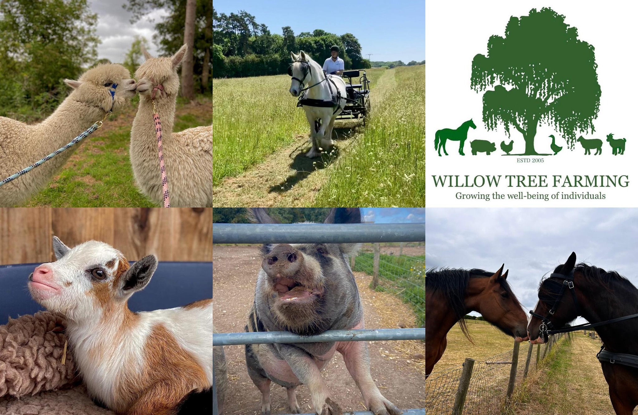 Willow Tree Farming