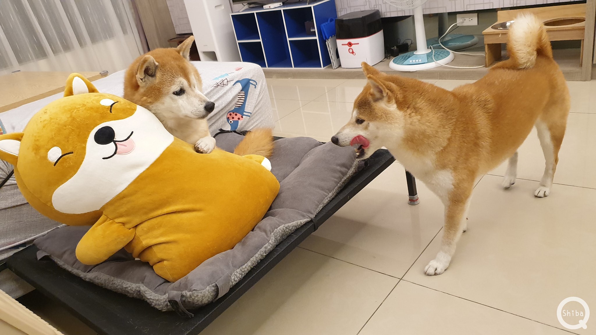 柴犬Q將 - Q將：慘了啦～娘現在爆氣中！！ 弟弟亂闖娘的房間把ㄚ柴咬的全身是傷 這下好了~弟弟應該沒晚餐吃了🙄... | Facebook