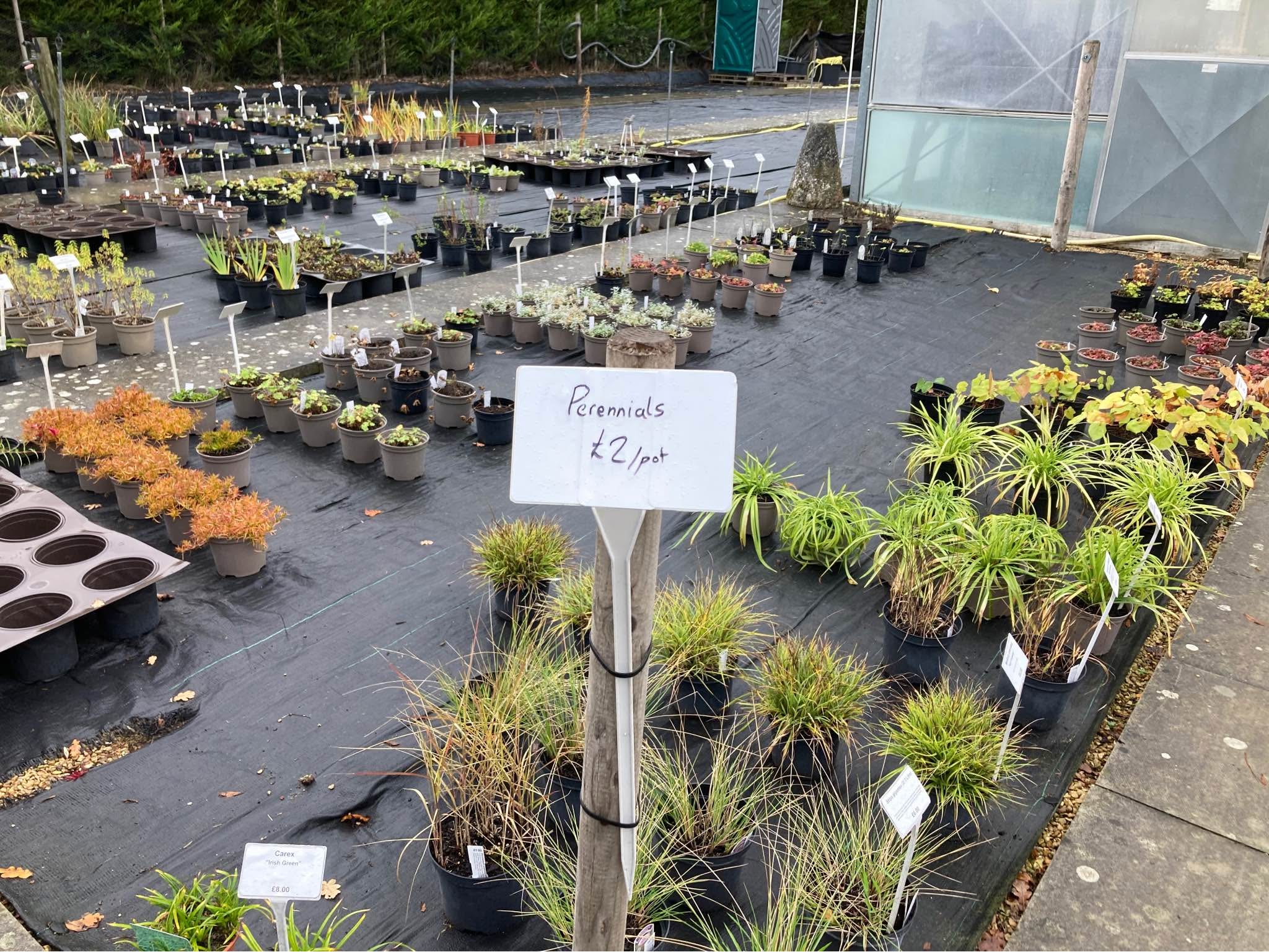 Plant Nursery closing, retiring after serving the community for 31 ...