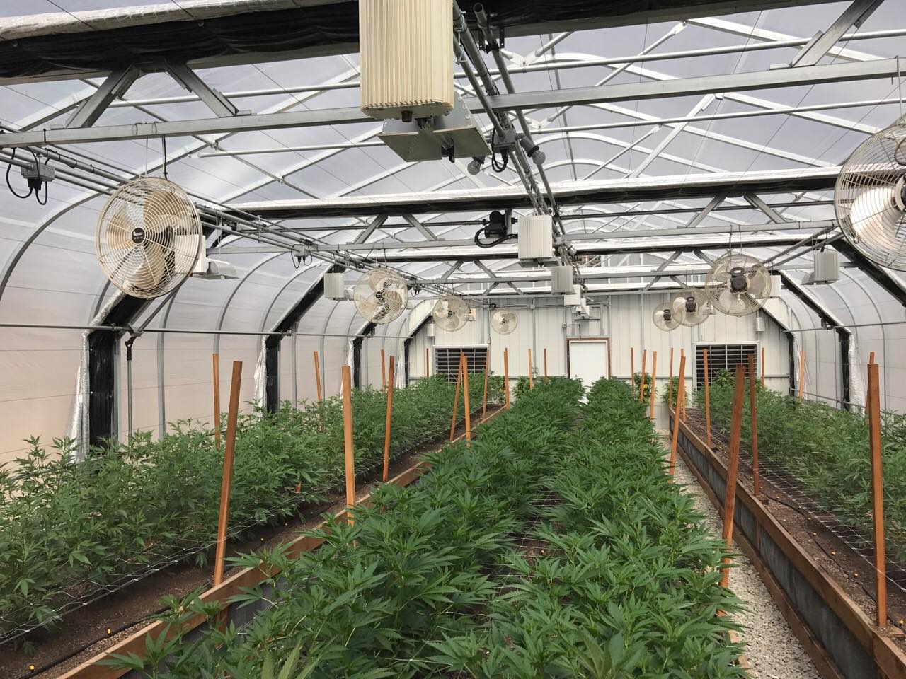 Elevated Roots | Grass Valley CA