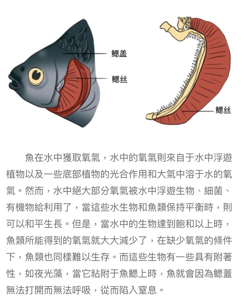 Oasis Giant Grouper 綠洲龍躉... - Oasis Giant Grouper 綠洲龍躉 (ATA)