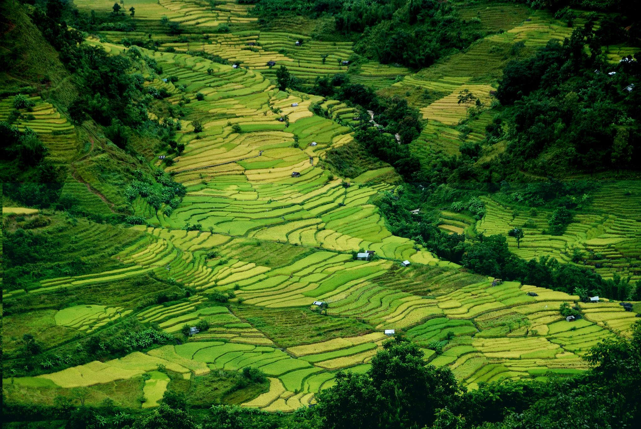 India - A large part of the population of Nagaland depend on ...