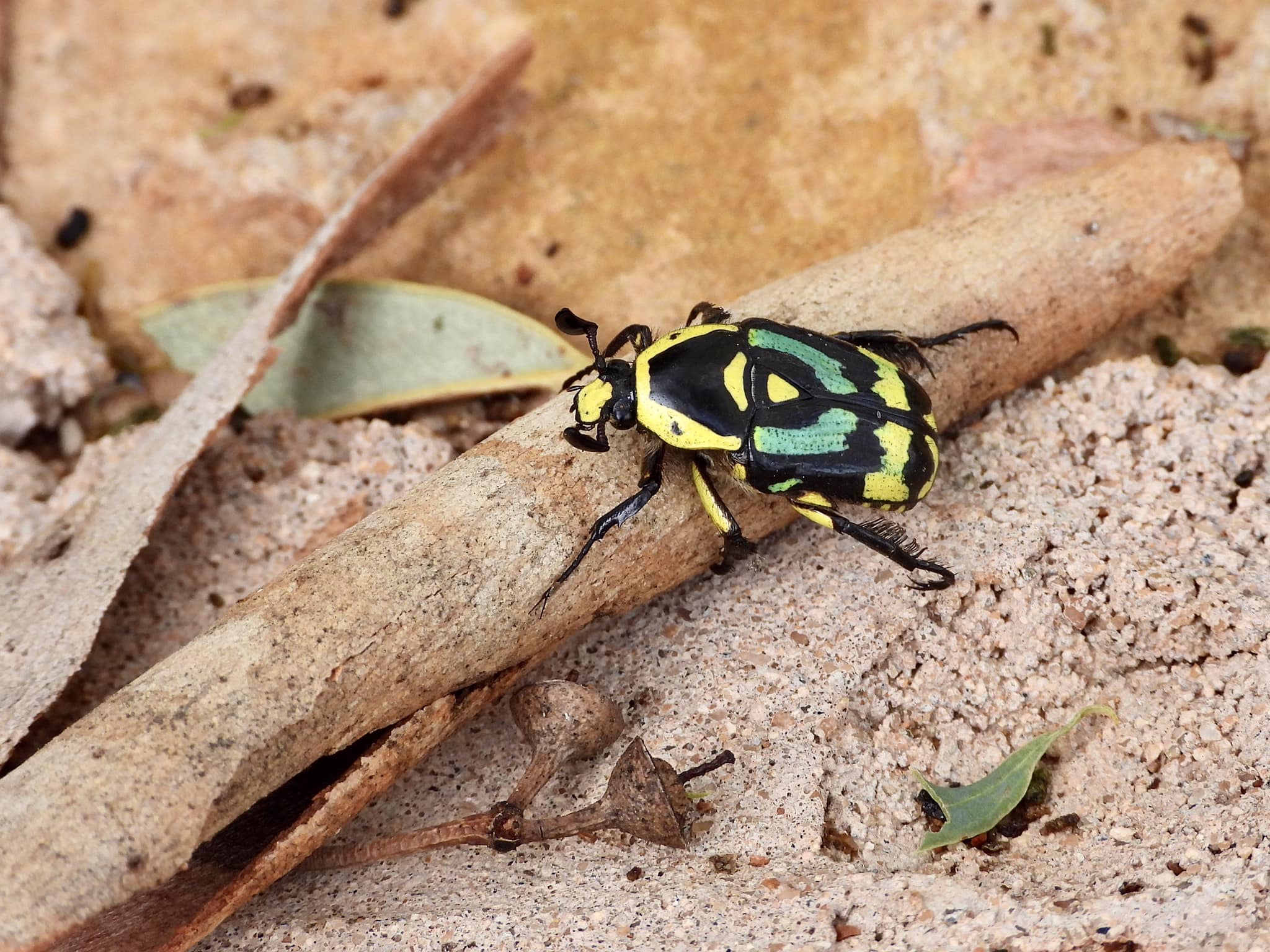 Australia Blackburnium s.p 24mm Sand turd beetles — Mallee