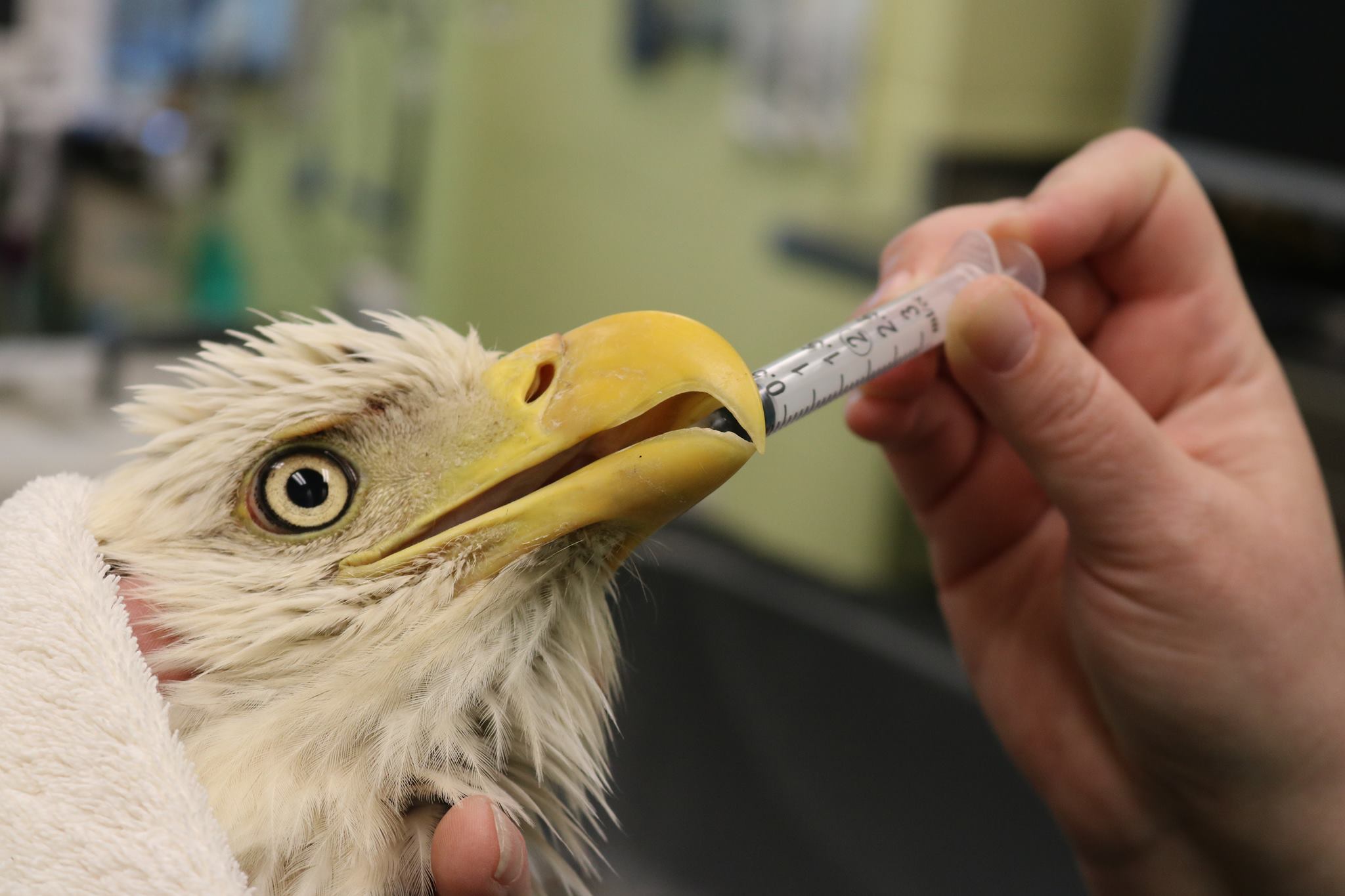 Wild & Free Again Raptor Rehabilitation/Care | Lindale TX