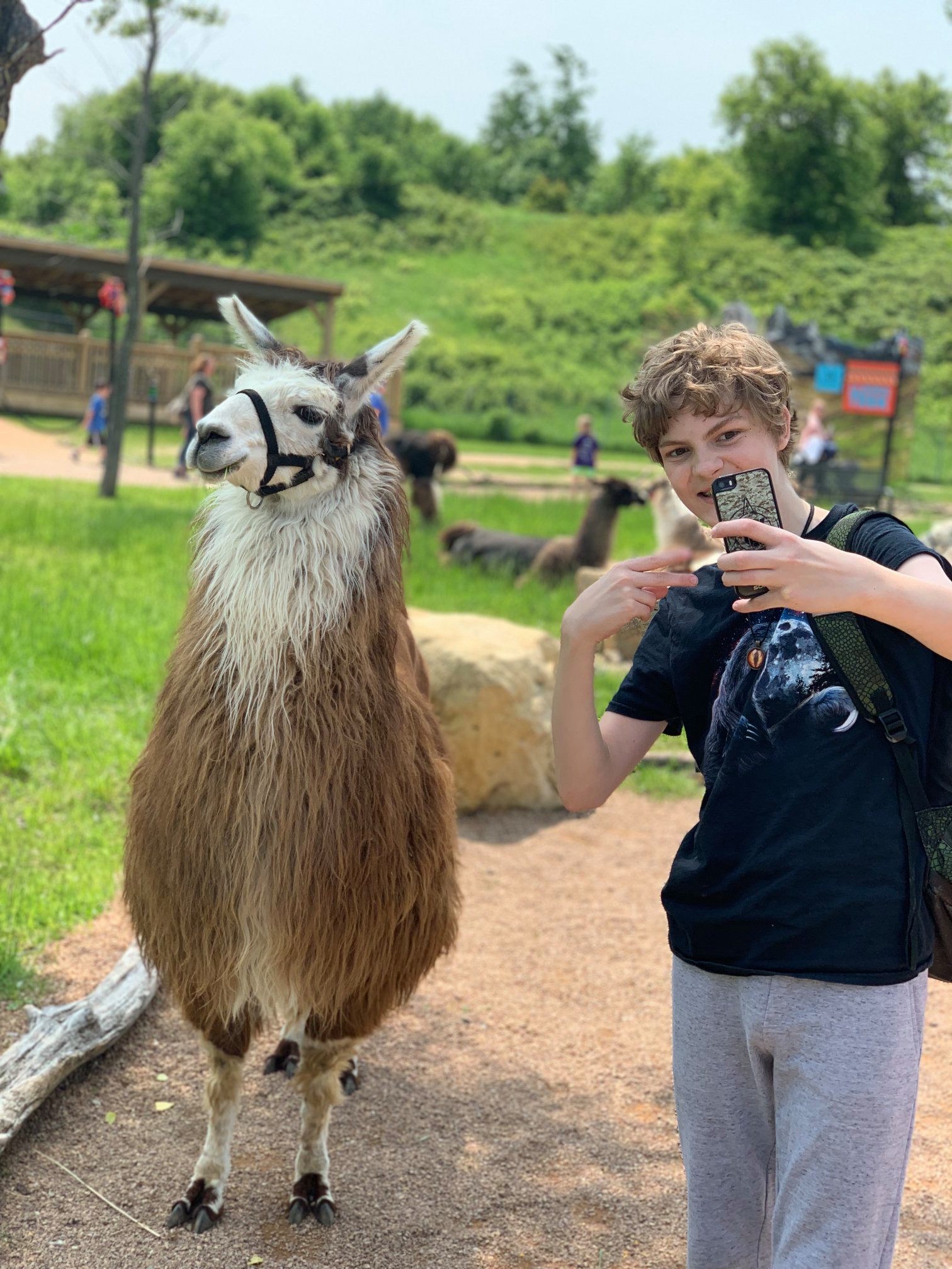 Llamas!! In honor of the historic Llama Trek exhibit and our show