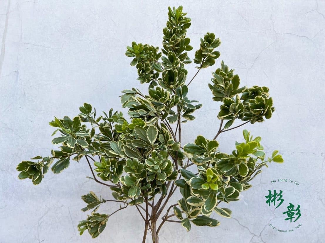 彬彰葉材 - - 斑葉海桐 Pittosporum tobira（台灣大海桐） 又名「花葉山瑞香」、「花葉海桐」...