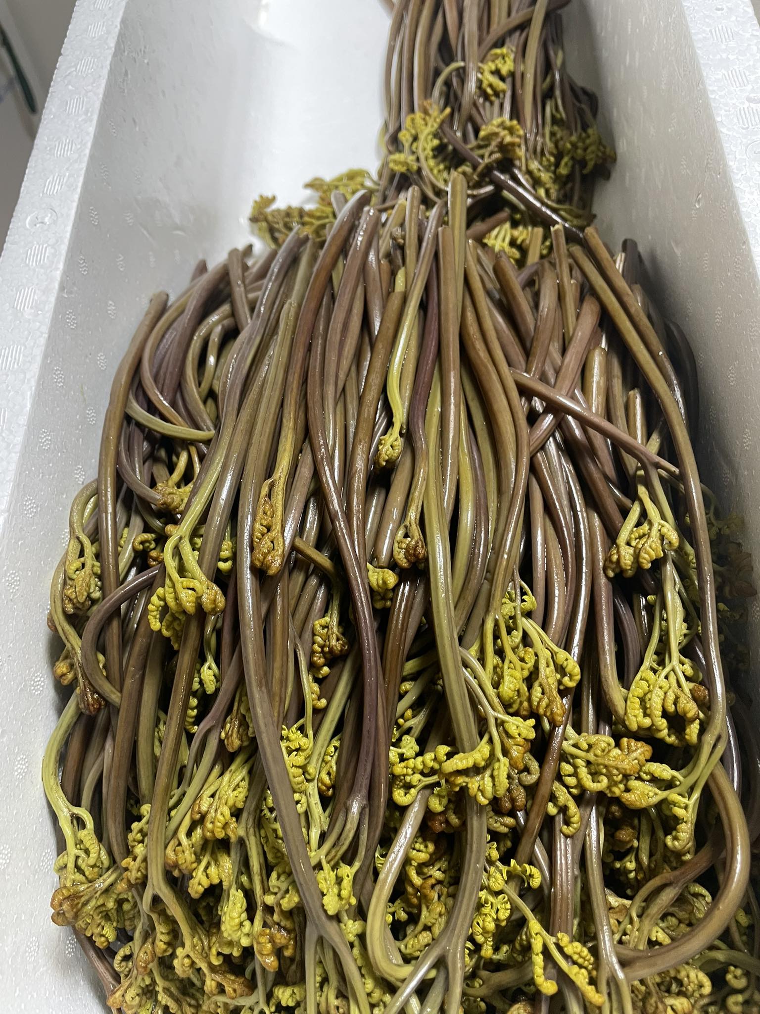 ワラビ の 冷凍 保存