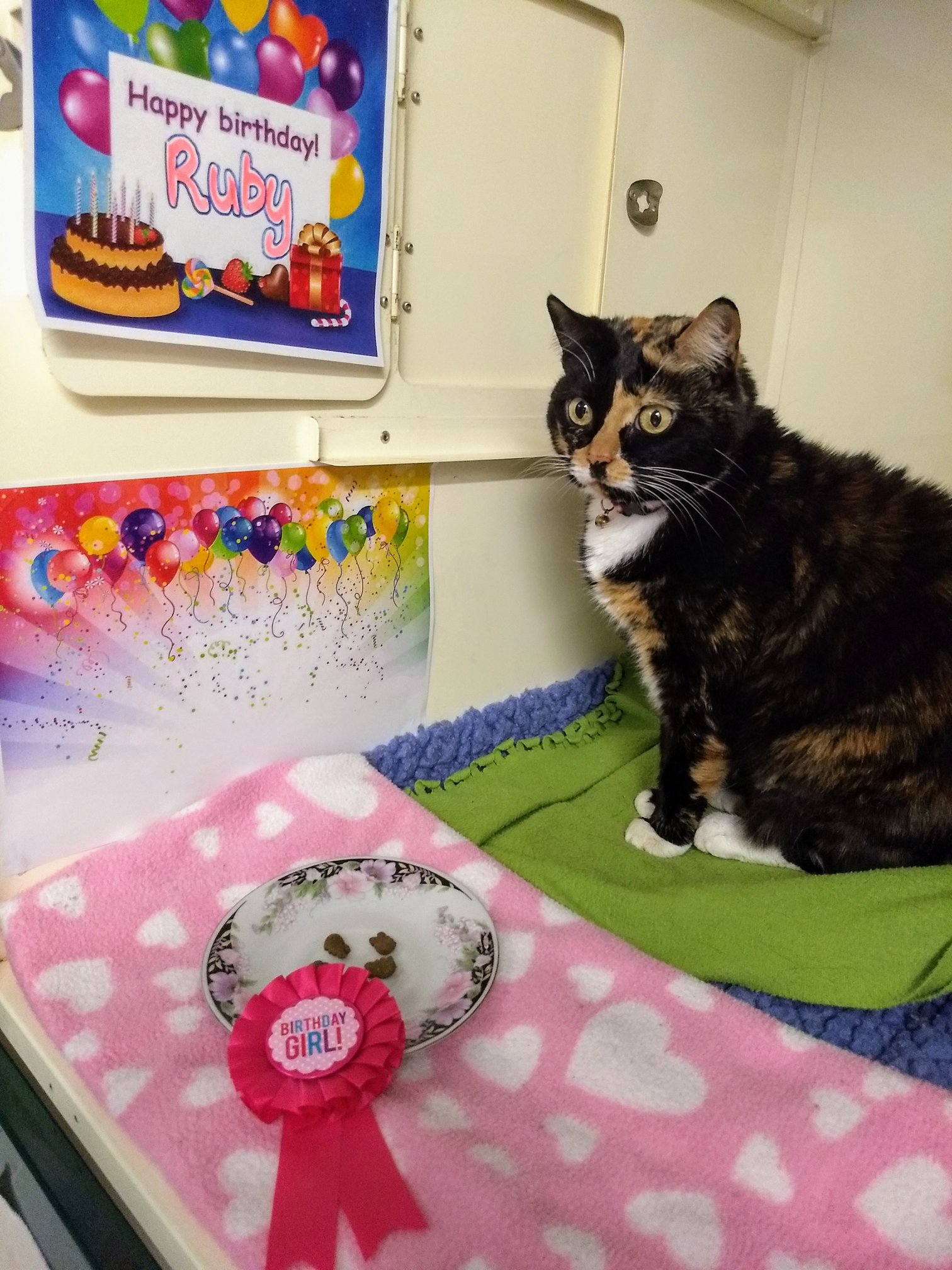 AdelaideVet - 🎂 A big Happy Birthday to Ruby! 🎂 Ruby...