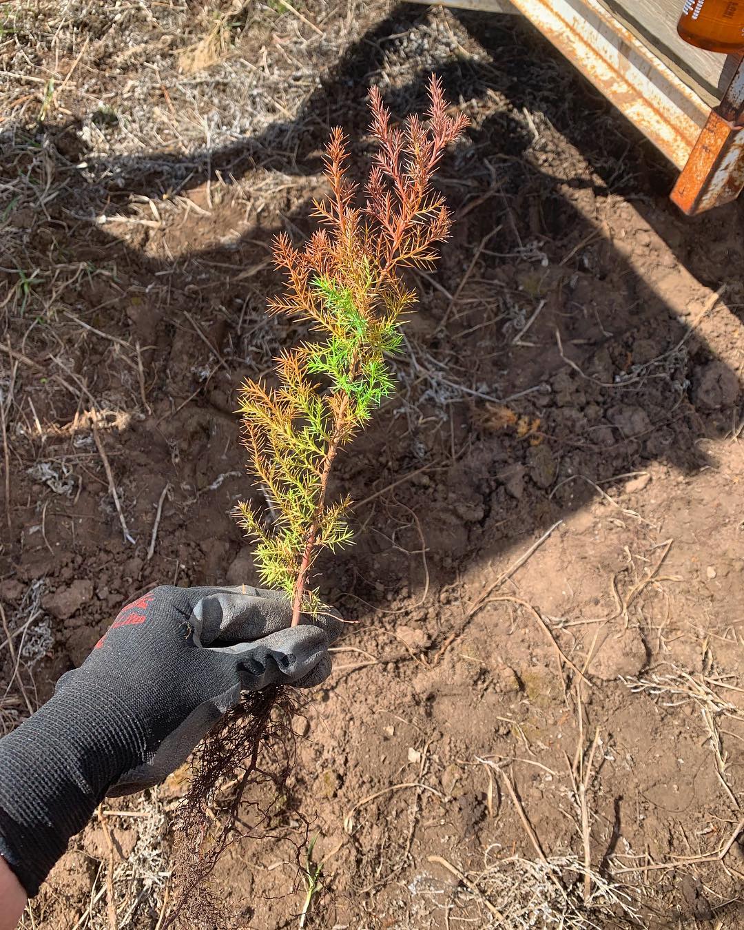 Colorado State Forest Service Nursery | Fort Collins CO