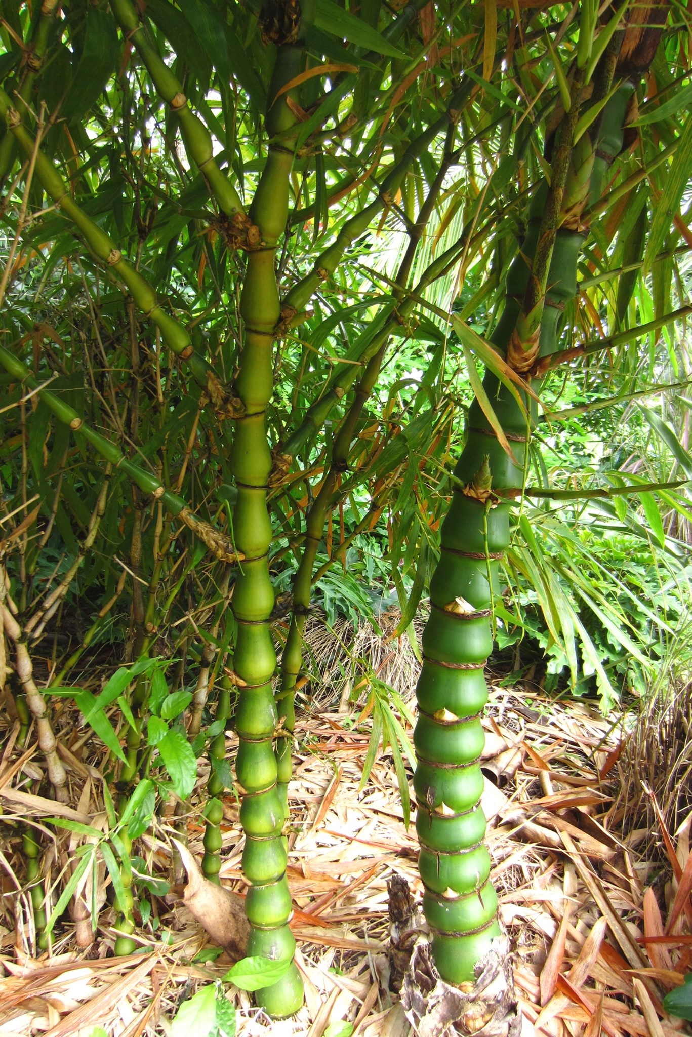 The Swollen Timber Bamboo (Bambusa... - Harry P. Leu Gardens