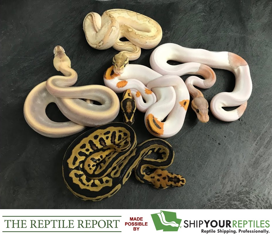 Kevin McCurley shows off some stunning baby ball pythons that he