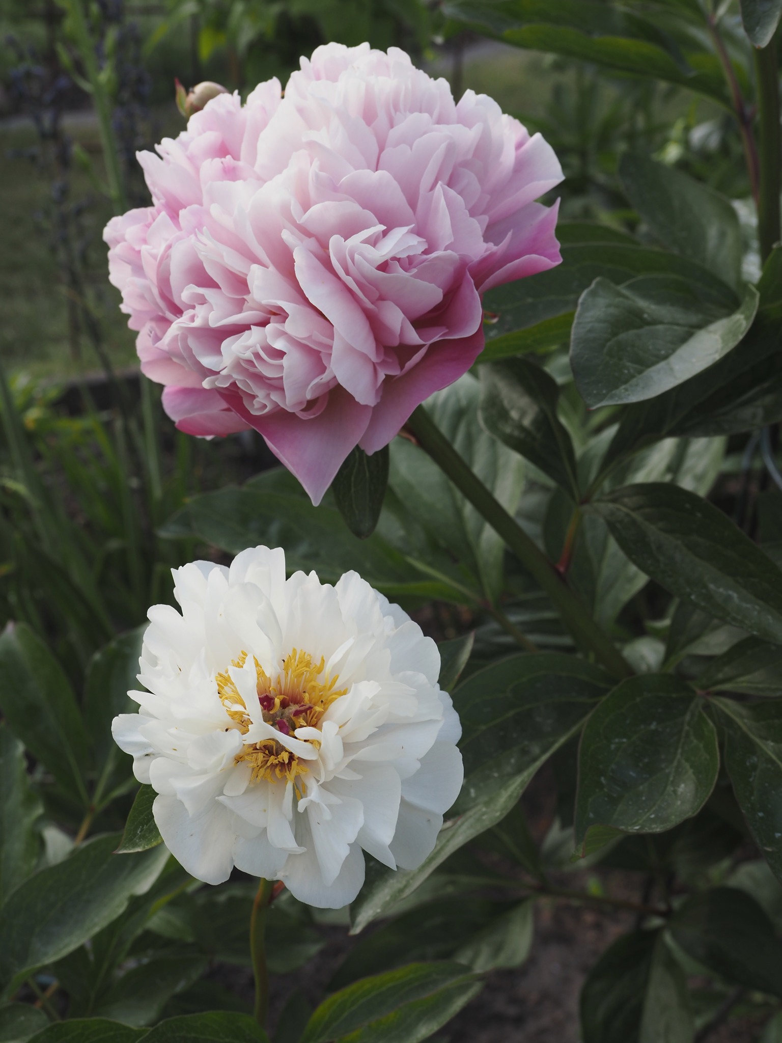 P. Frosty Maiden, P. White Wing Sporeling From 創植Create Plants