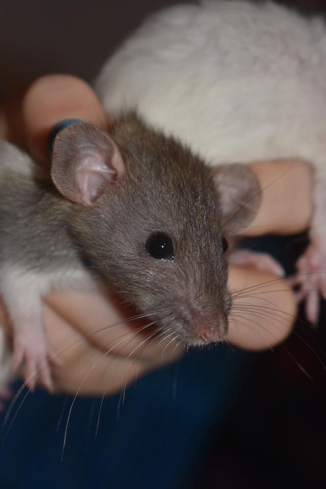 Pacific Northwest Rattery | Port Orchard WA