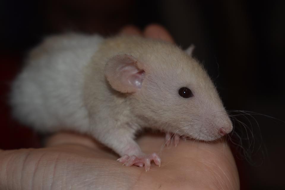 Pacific Northwest Rattery | Port Orchard WA