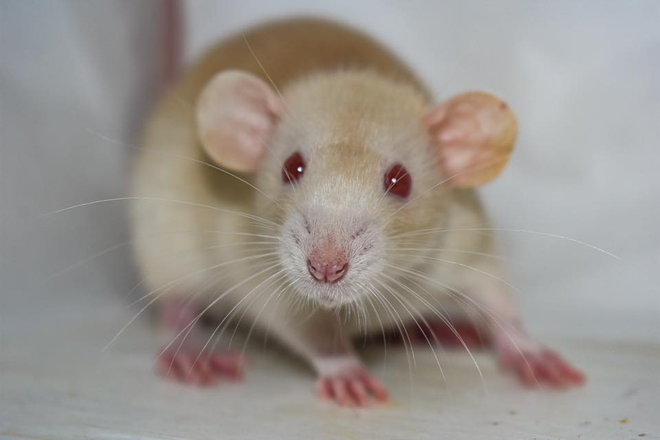 Pacific Northwest Rattery | Port Orchard WA