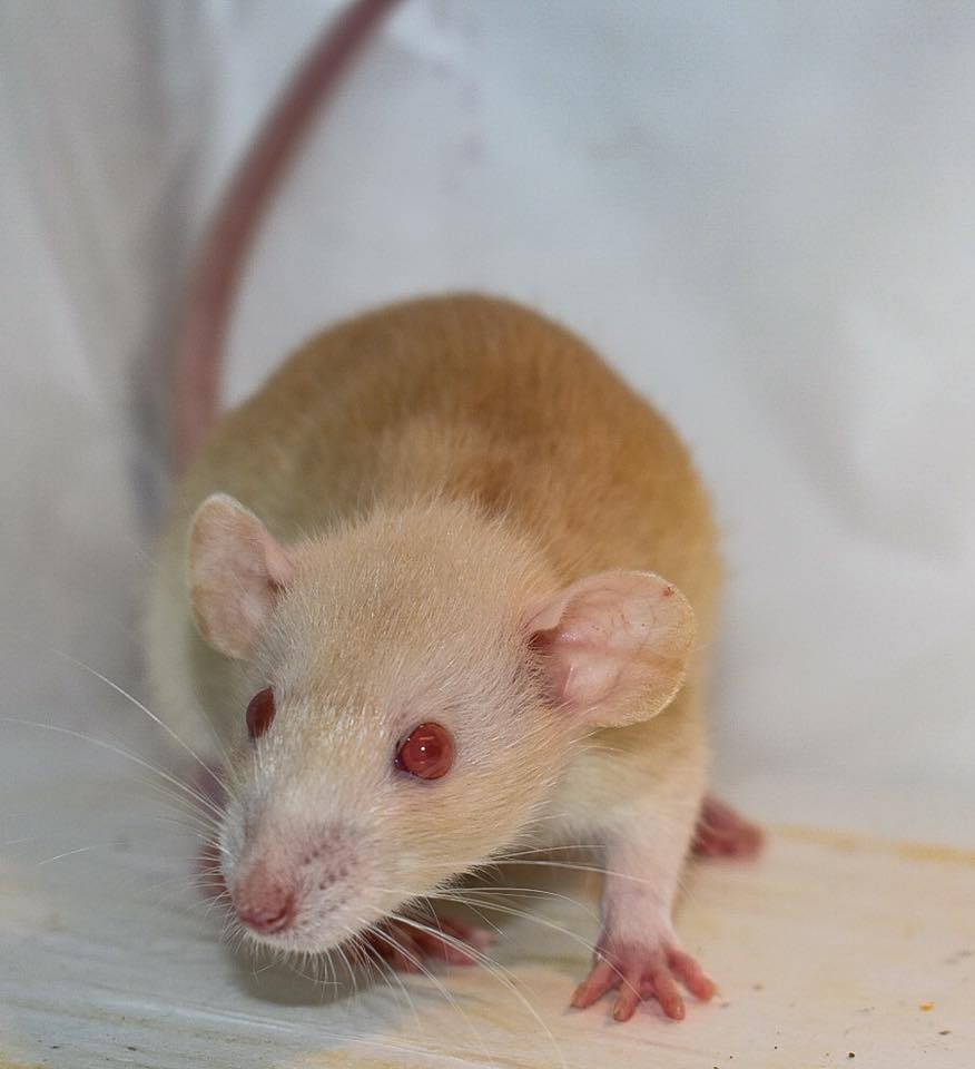 Pacific Northwest Rattery | Port Orchard WA
