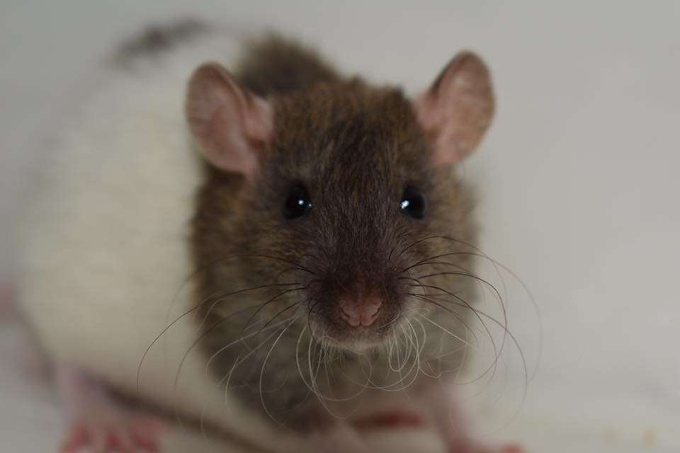 Pacific Northwest Rattery | Port Orchard WA