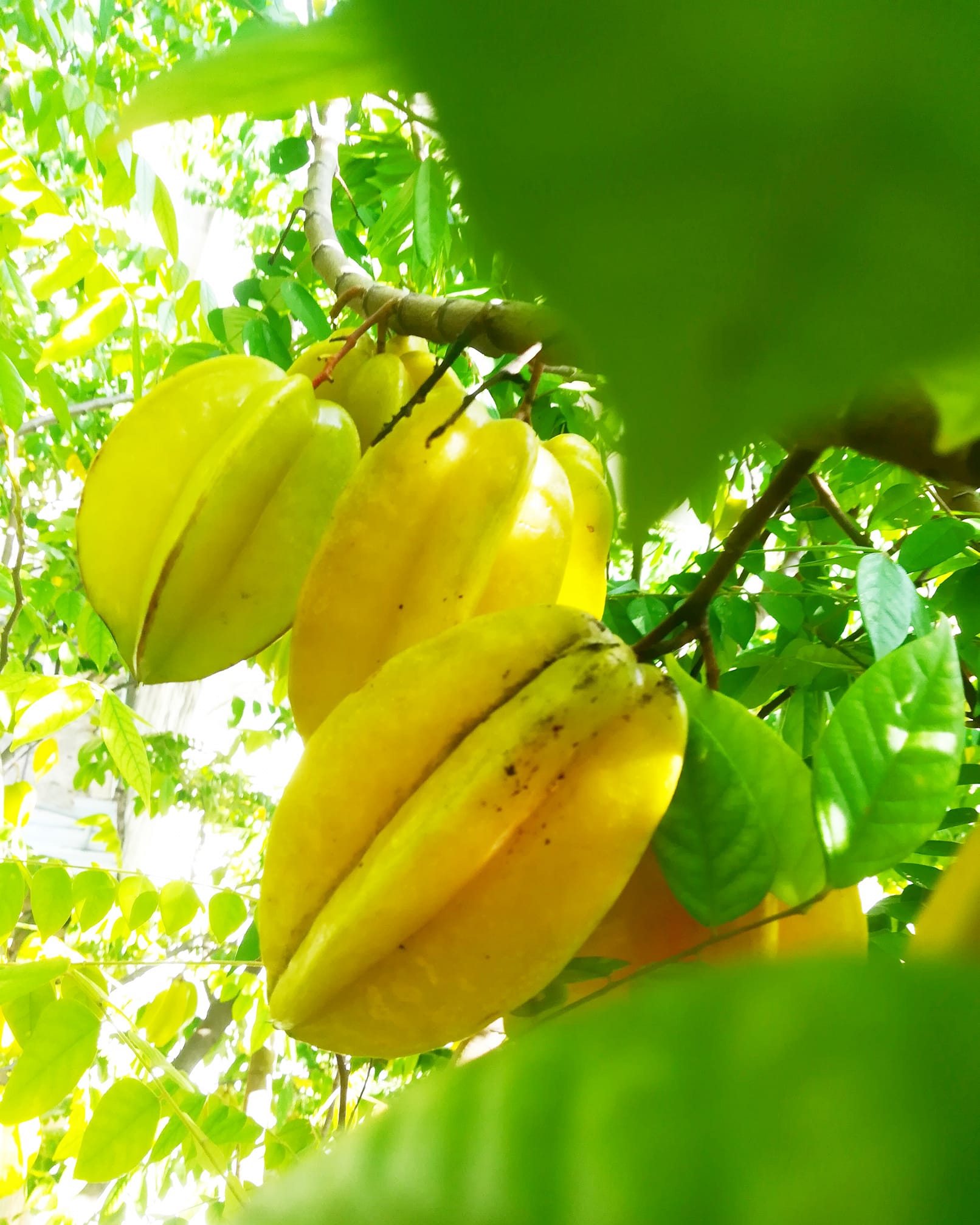 Miche Gus - Siempre buscando las mejores frutas para disfrutar de una ...
