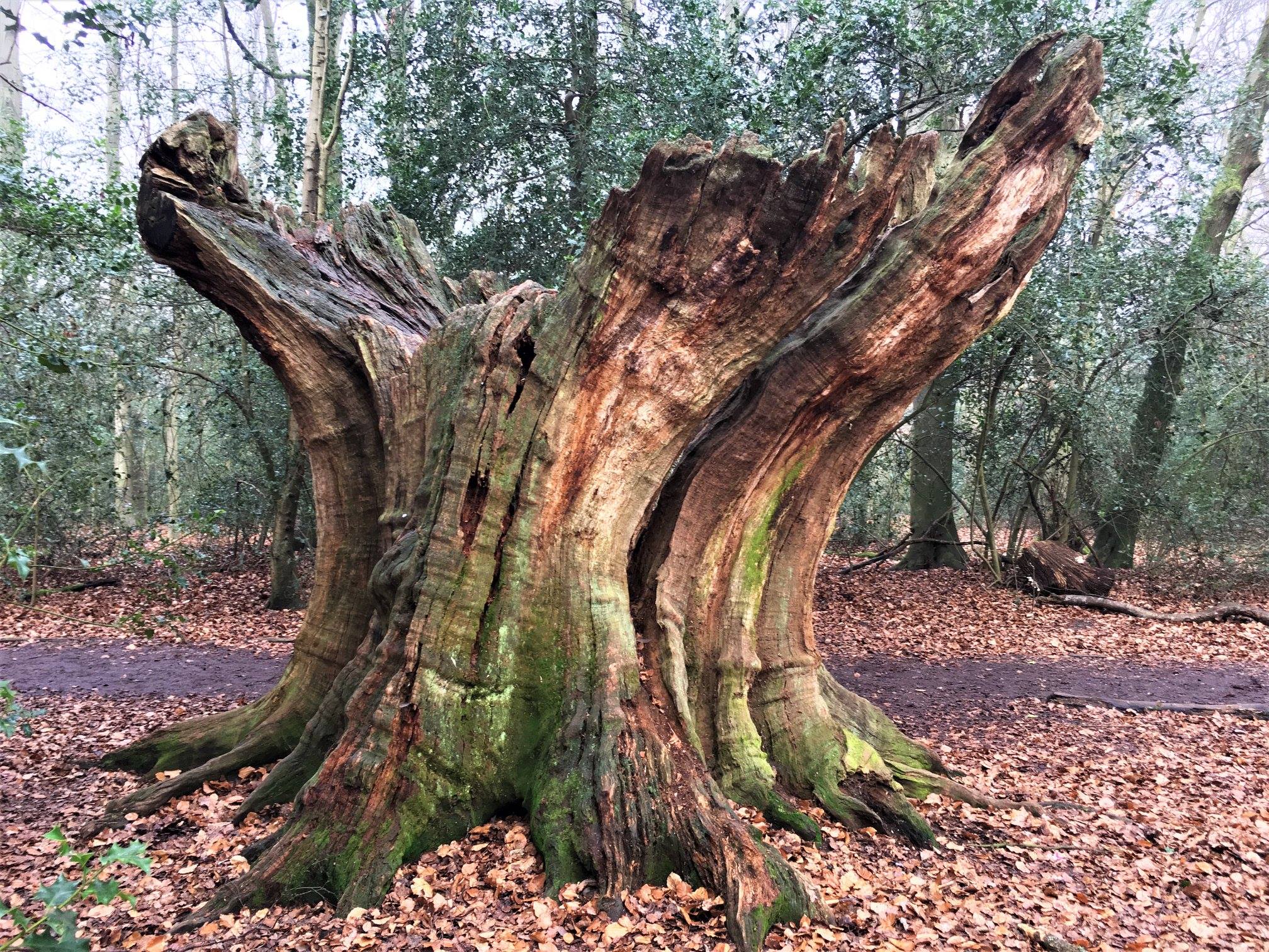 Life after death, trees go on... - Ancient Tree Forum | Facebook