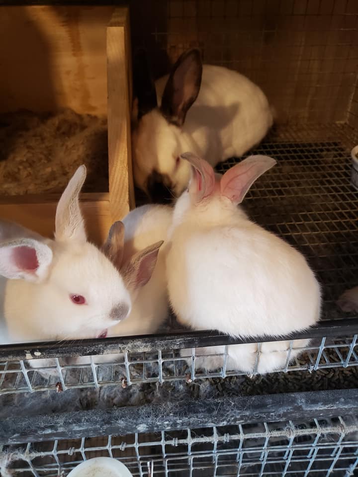 Willow Wisp Rabbitry | Blairstown NJ
