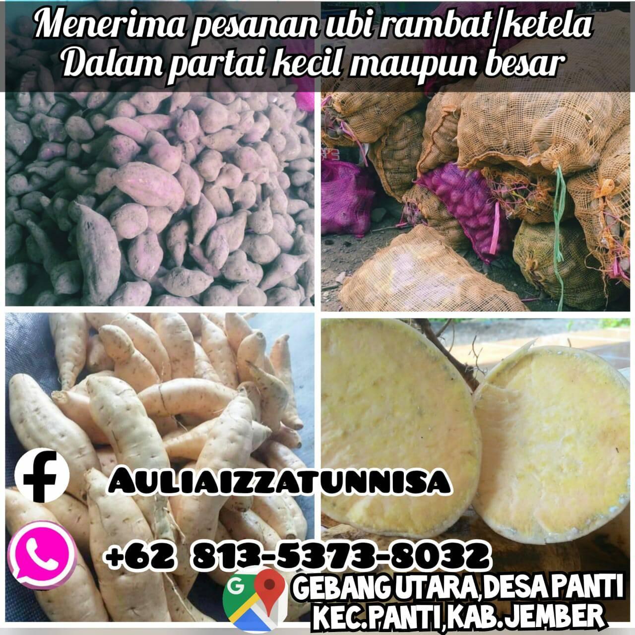 jual beli ketela rambat jember dan sekitarnya | Facebook