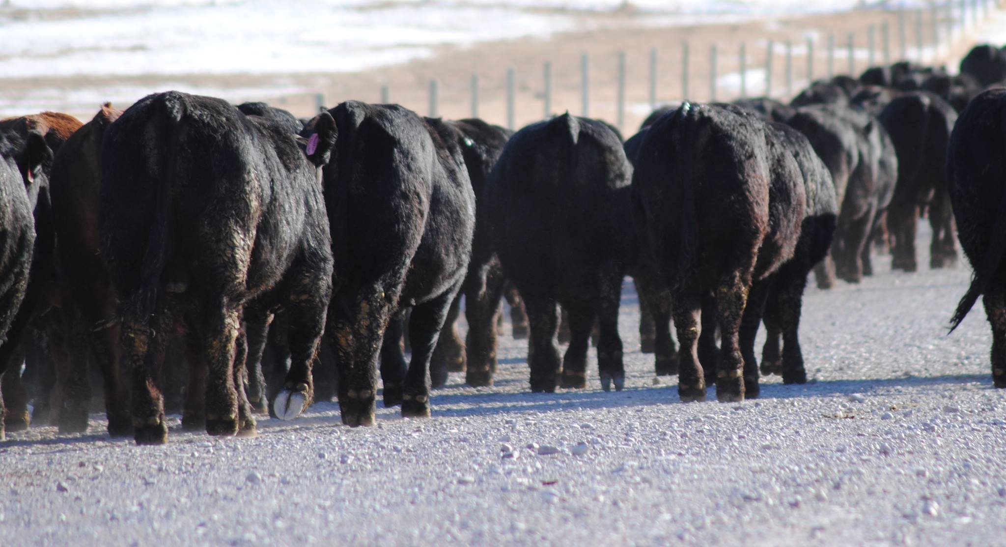 Open Gate Ranch Simmental | Fairfield MT