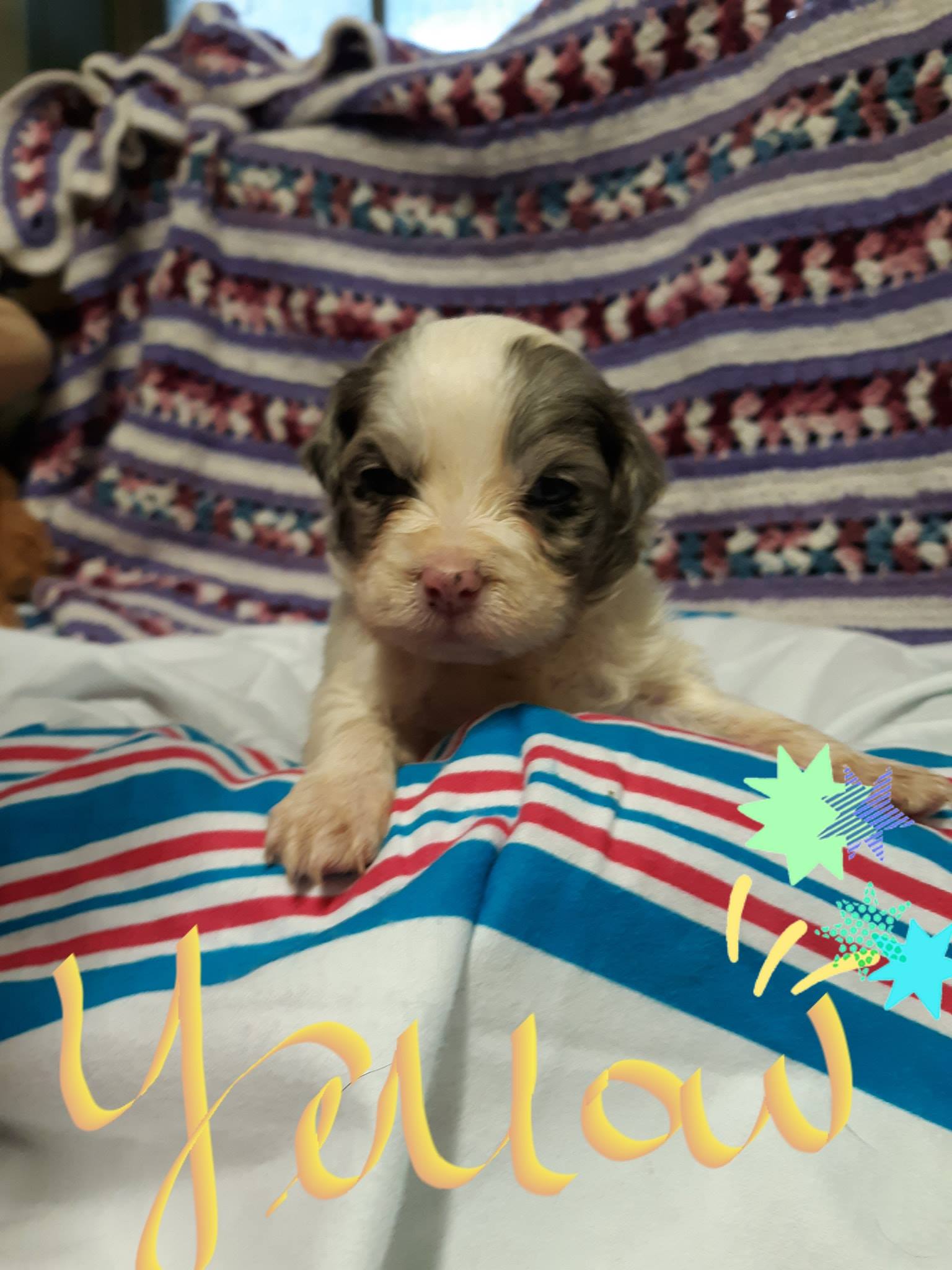Humane Society of Odessa added - Humane Society of Odessa