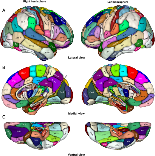 A visual map of the human brain