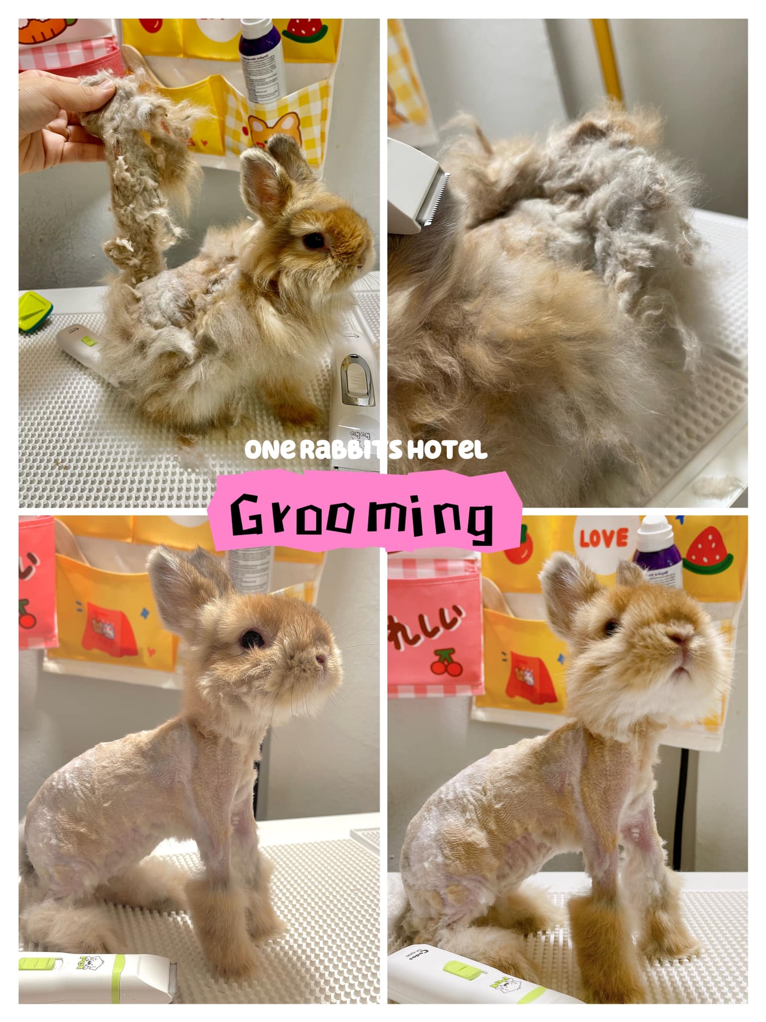 Grooming น้องฝอยทอง🛁🧽 ️... - One Rabbits Hotel | Facebook