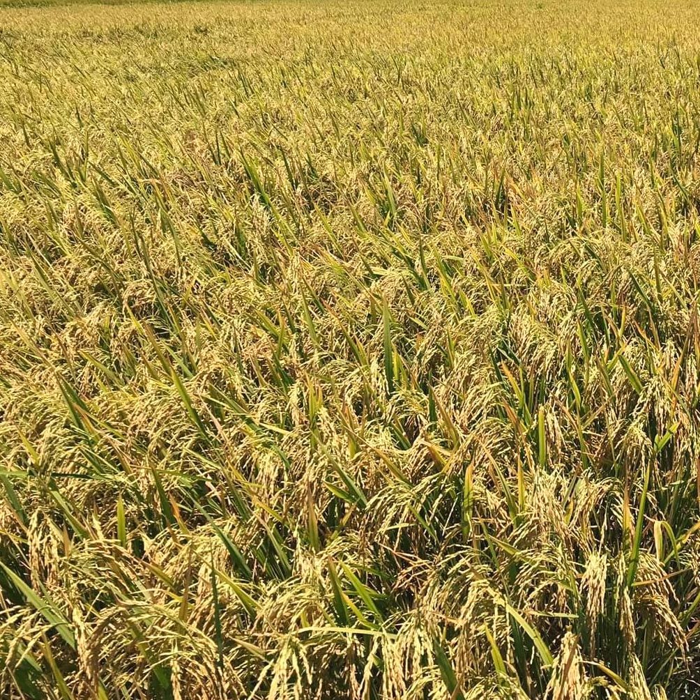 Miracle - 🌾 BINHING PALAY AVAILABLE Harvest Date : September-October ...