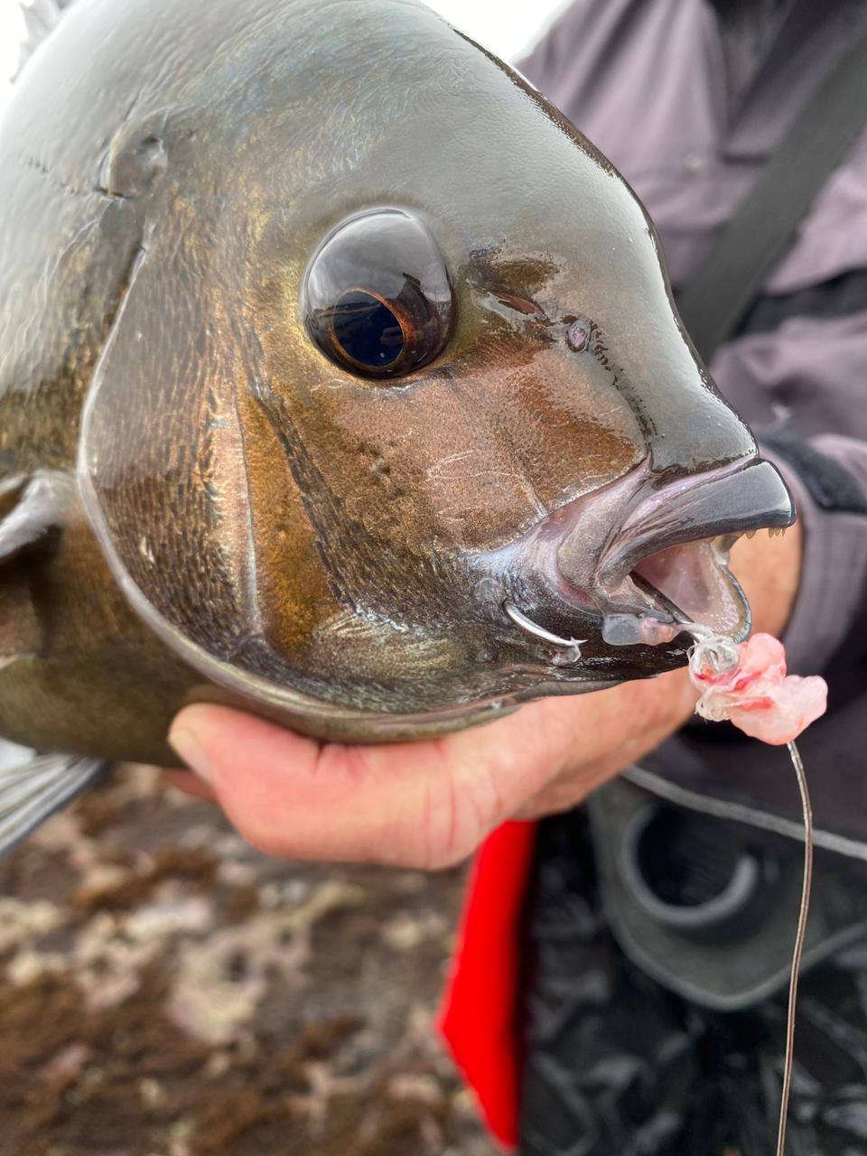 bream fishing with circle hooks GRFIT 3 Pcs/Bag Fishing Gear Assist Fishhook Jig Hook Glow Silk CarbonFishing Sea-Bream Fish Hooks (Size : 1/0#) : Sports & Outdoors If you guys are using