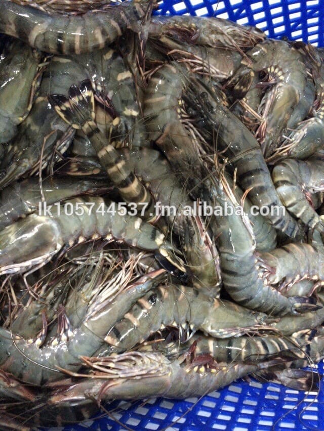 ZIA Fresh Fish Colombo | Wattala