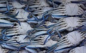 ZIA Fresh Fish Colombo | Wattala