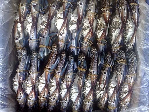 ZIA Fresh Fish Colombo | Wattala