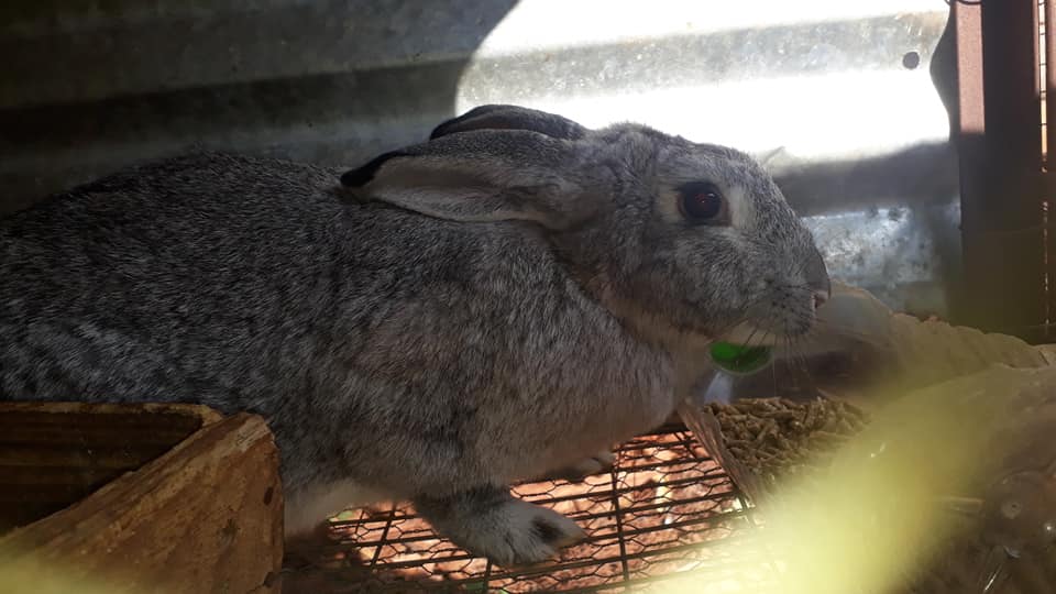 Rabbitman ZW - Here are pictures of our expecting does....