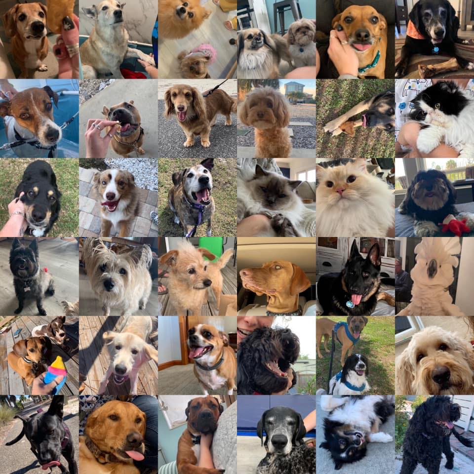 Pet Services of PSJ, WB, SJB, MB, IP, CSB | Looking for potential pet ...