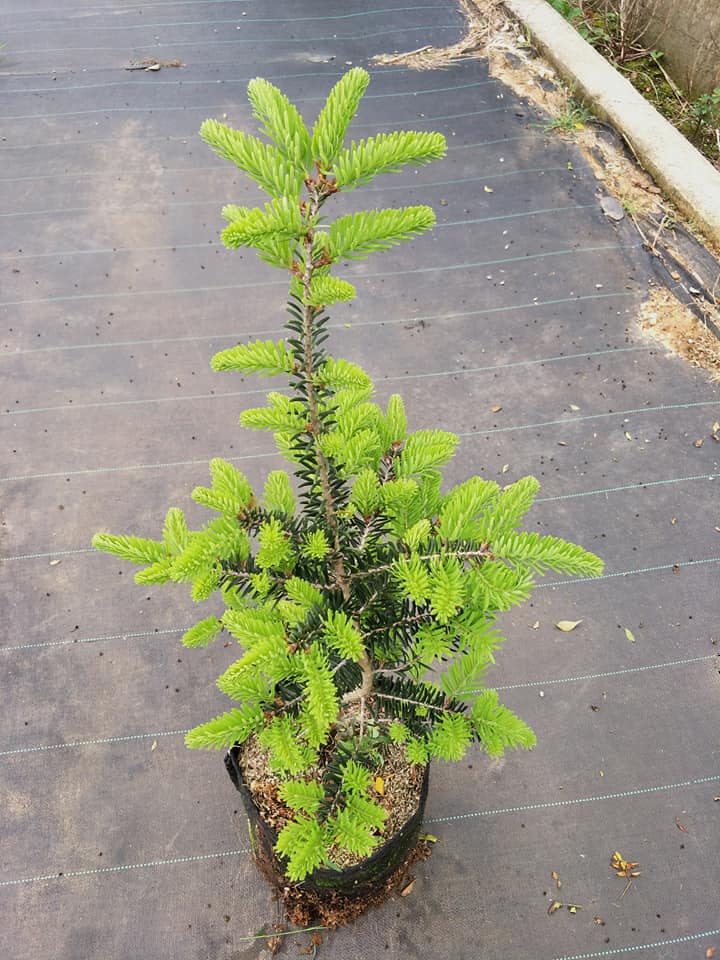 油杉苗圃（珍珠油杉，翡翠油杉，翠玉油杉，圓葉油杉，粗皮油杉，尖葉油杉）。