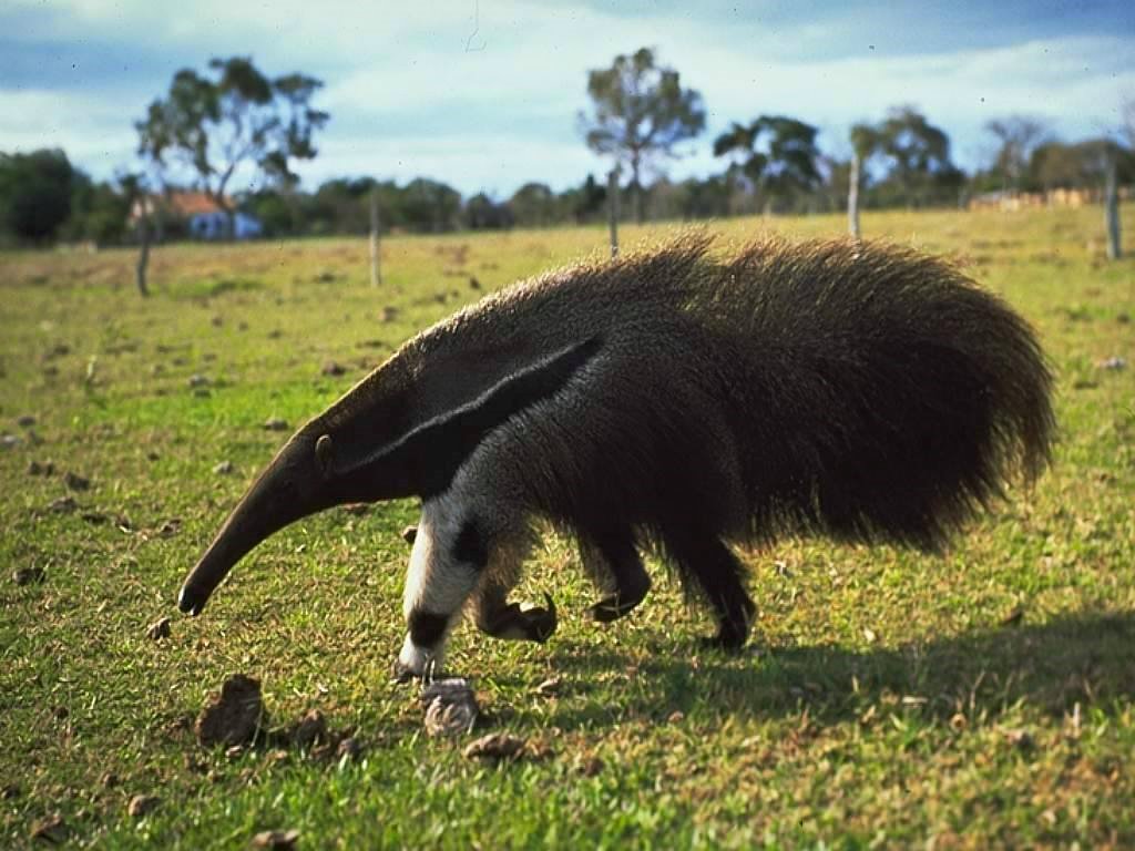 Potiskum - anteater (suborder Vermilingua), any of four species of ...